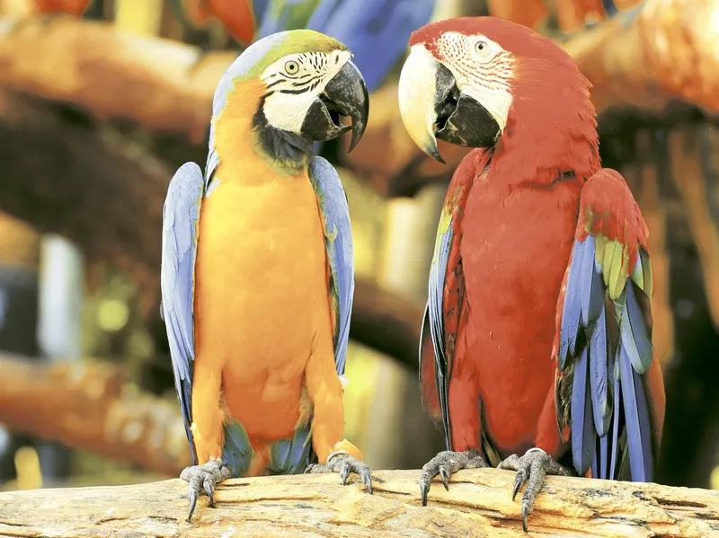 Parrot